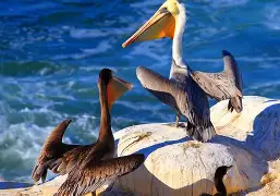 九游体育官网-重磅！今夜新奥尔良鹈鹕调整名单以备国王杯JackeyLove新星问鼎冠军表现惊艳，多特蒙德窗口期迎来里程碑